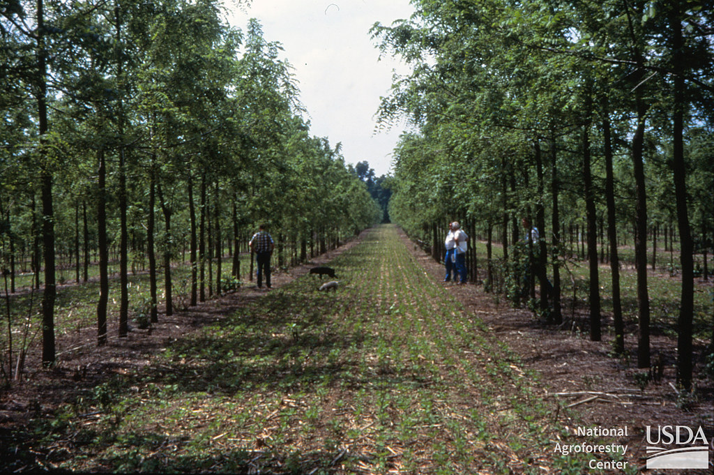 Silvoarable Agroforestry Systems: Alley cropping walnut and soybeans. East to west is best to maintain sunlight in alleys. Missouri, USA.