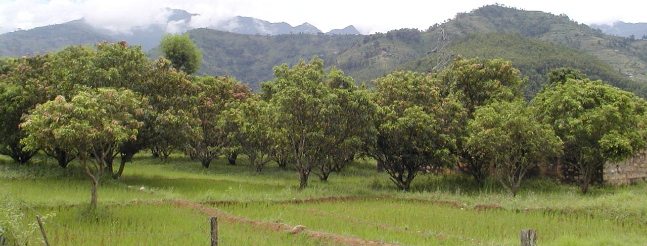 Agroforestry: Mango trees interspersed in a paddy field