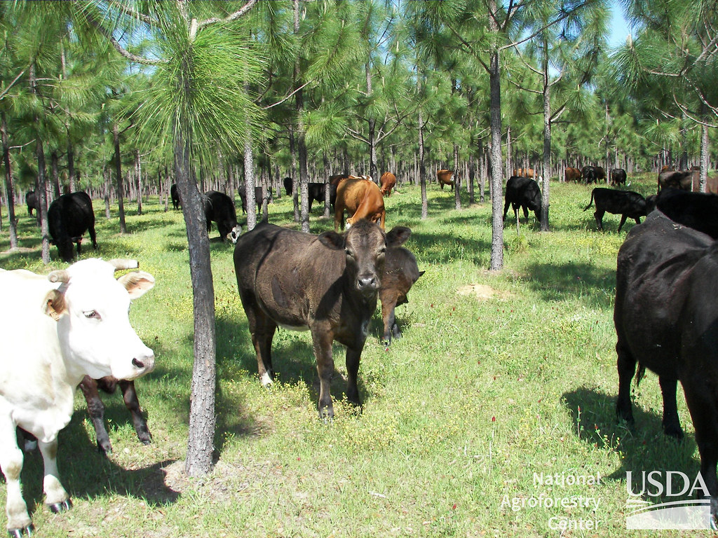 Silvopastoral Agroforestry Systems in Georgia: Combining trees with livestock grazing