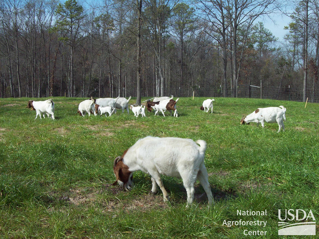 Silvopastoral Agroforestry Systems: Combining trees with livestock grazing